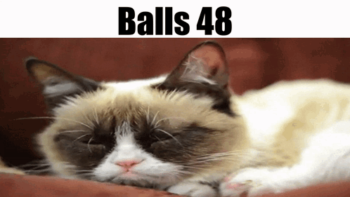 Grumpy Cat Laying on Couch with Balls 48
