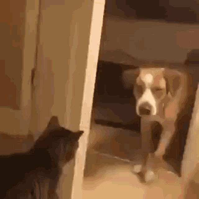 Grumpy Cat Slapping Dog GIF