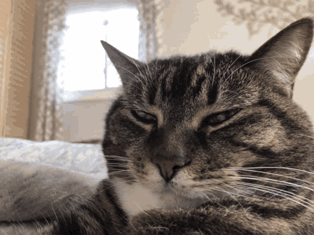 Grumpy Cat Staring Closer GIF