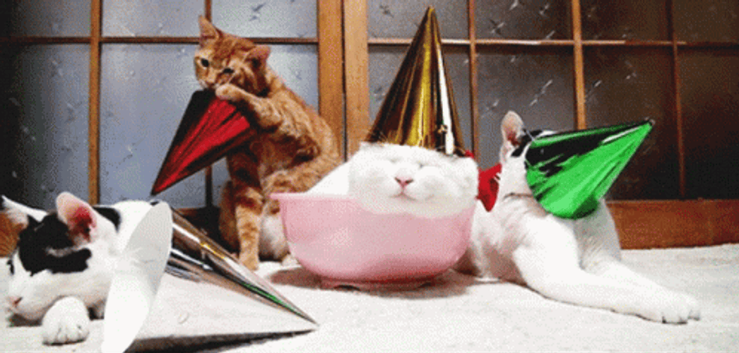 Grumpy Cat Taking Off Birthday Hat GIF