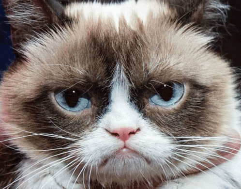 Grumpy Cat With Blue Eyes