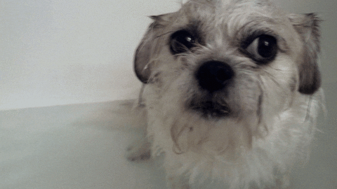 Grumpy Dog Took A Shower GIF