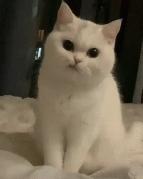 Grumpy Fluffy Cat GIF
