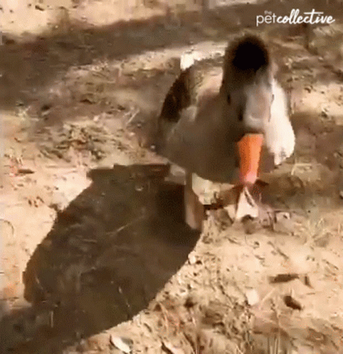 Grumpy Goose Chasing Human GIF