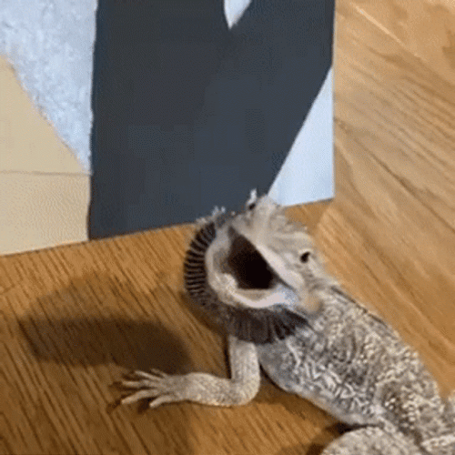Grumpy Little Lizard Attacking GIF