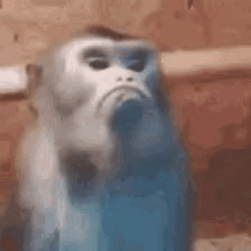 Grumpy Little Monkey GIF