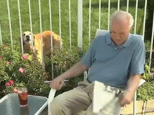 Grumpy Old Men Frustrated With Dog GIF