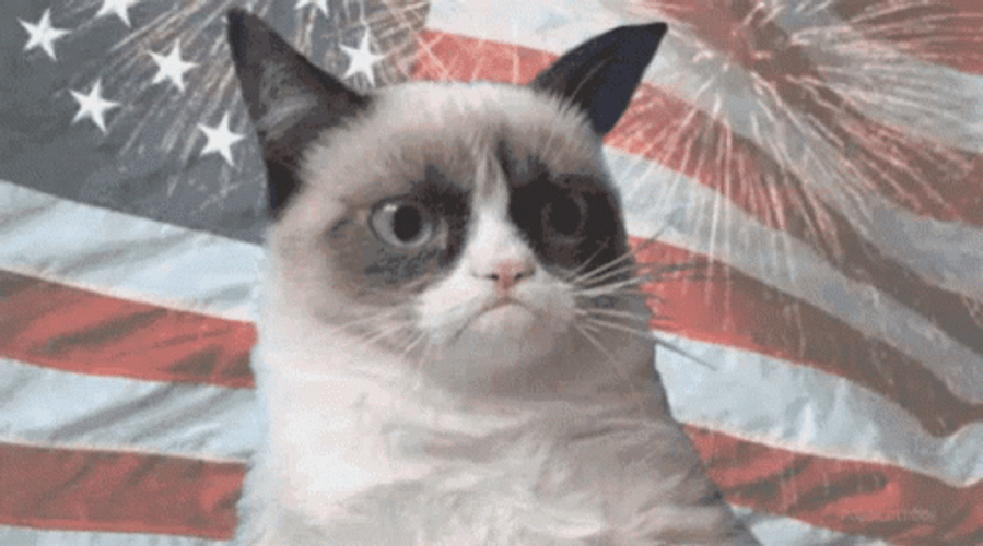 Grumpy Patriotic Cat GIF