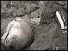 Grumpy Seal On The Rocks GIF