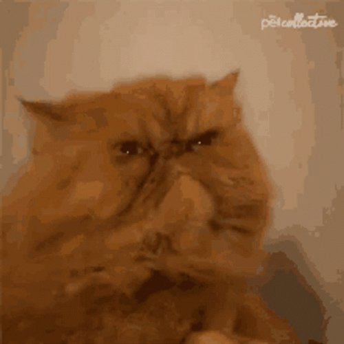 Grumpy Yellow Cat GIF
