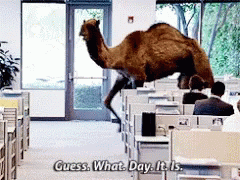 Guess What Day It Is Office Camel GIF