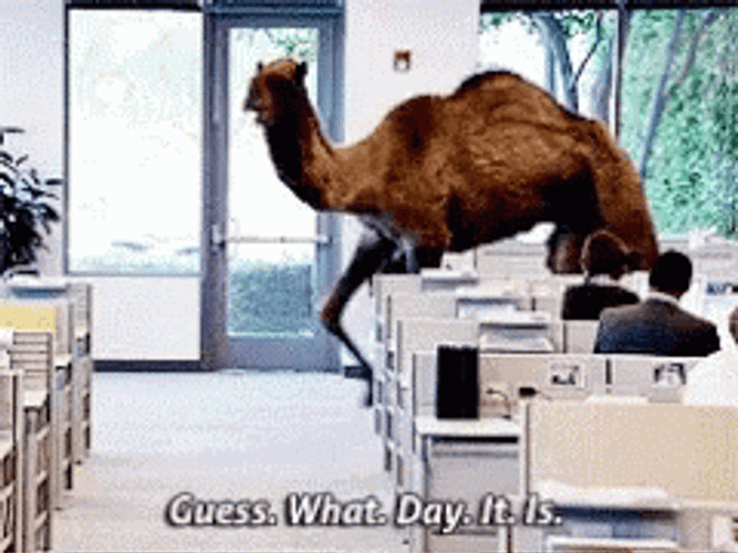 Guess What Day It Is Office Camel GIF