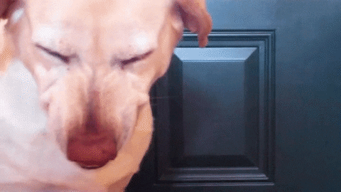 Guilty Dog Fake Smile GIF