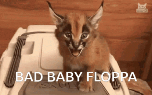 Guilty Looking Baby Floppa Hissing GIF