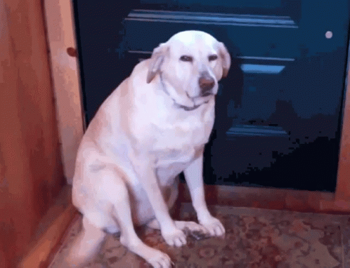 Guilty White Dog Wiggling Tail GIF