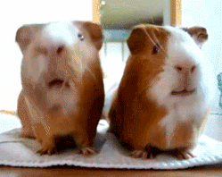 Guinea Pig Chewing Gum GIF