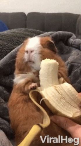 Guinea Pig Eating Banana From Hand GIF