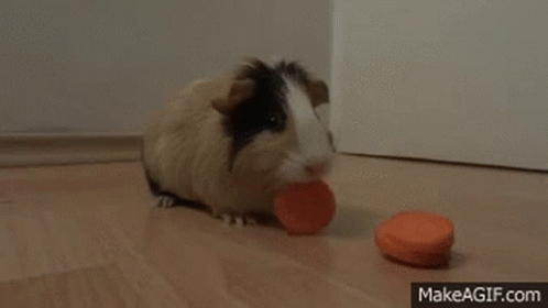 Guinea Pig Eating Carrot GIF
