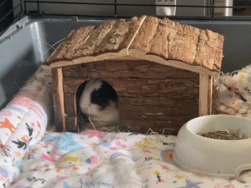Guinea Pig In Wooden House With Food Bowl GIF