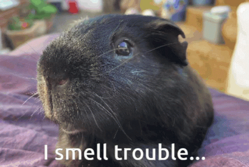 Guinea Pig Just When I Thought I Was Out GIF