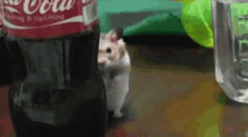 Guinea Pig Lurking GIF