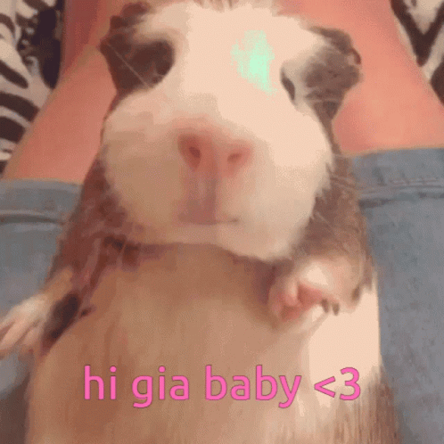 Guinea Pig Saying Hi Gia Baby < 3 GIF