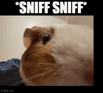 Guinea Pig Sniff Sniff
