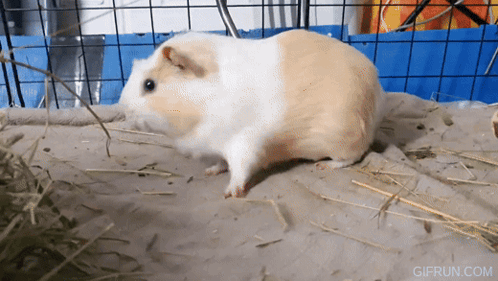 Guinea Pig Standing On Blanket GIF