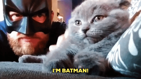 Guy Batman Mask Say Im Batman To Cat GIF