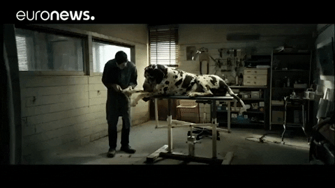 Guy Cleans Big Dog Paw GIF