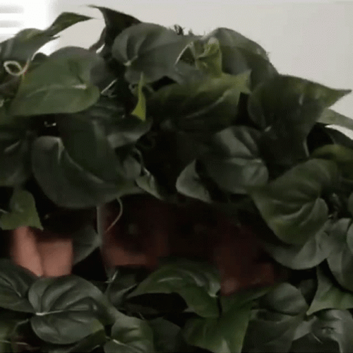 Guy Hide With Leaves GIF
