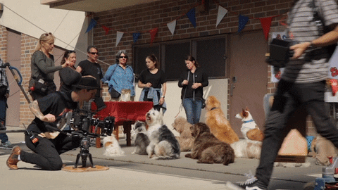 Guy Takes Video On Big Dog Sitting GIF