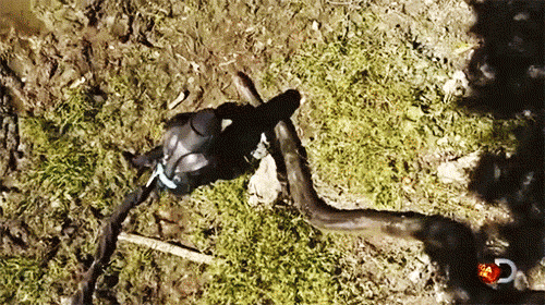 Guy Willingly Got Eaten Alive By Anaconda GIF