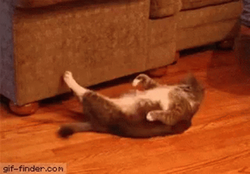 Overweight Gym Cat Working Out GIF