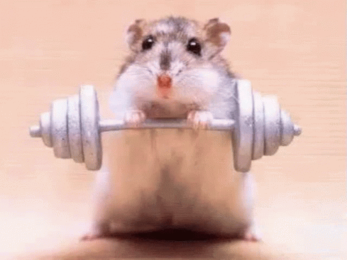 Gym Rat Lifting Barbell Meme GIF