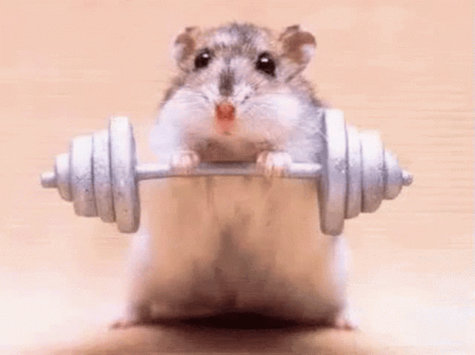 Gym Rat Lifting Barbell Meme GIF