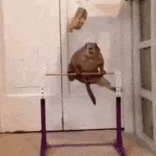 Gymnastics Prairie Dogs GIF