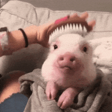 H2di Piglet Happy Gif GIF
