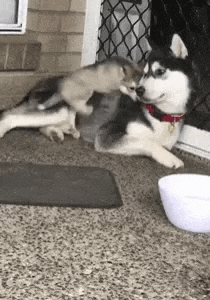 H2di Puppy Playing Gif GIF