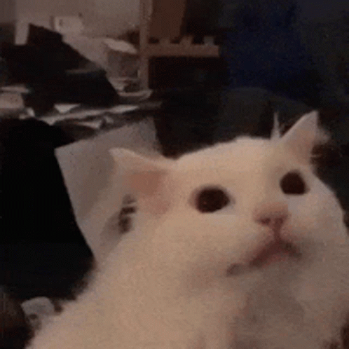 Ha Funny White Meme Cat GIF
