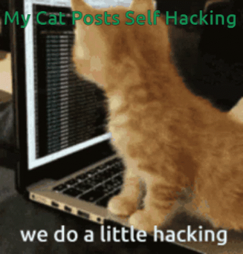Hacker Im In Cute Ginger Cat GIF