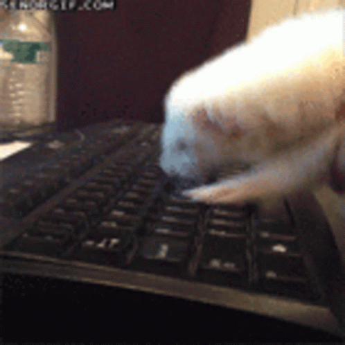 Hacking Screen Ferrt Hacking GIF