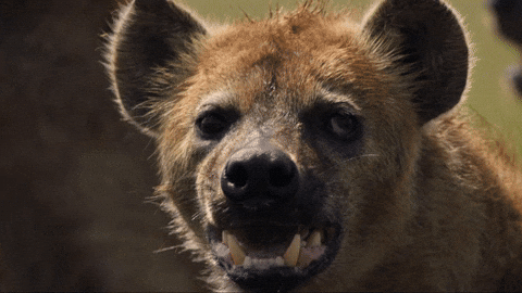 Hair Raising Hyena GIF