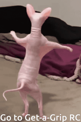 Hairless Cat Dancing Go to Get a Grip RC