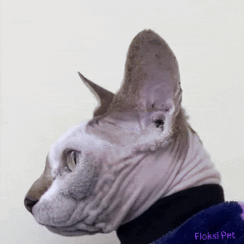 Hairless Cat Lying on Another Cat