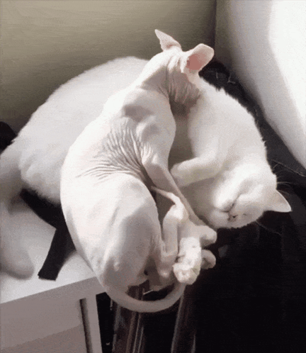 Hairless Cat Lying on Another Cat