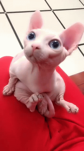 Hairless Cat on Lap Looking at Camera