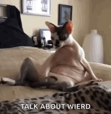 Hairless Cat Sitting Cross-Legged on Leopard Blanket