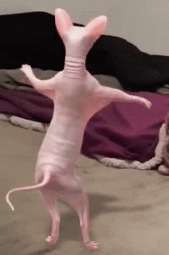 Hairless Cat Standing on Hind Legs on Bed
