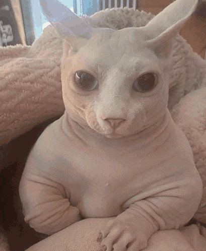 Hairless Cat With Bunny Ears Sitting